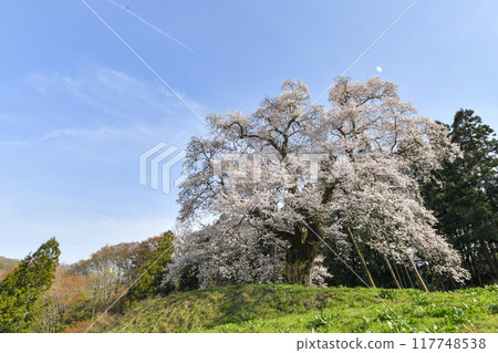 秋山的作品Zakura 秋山的作品Zakura 117748538