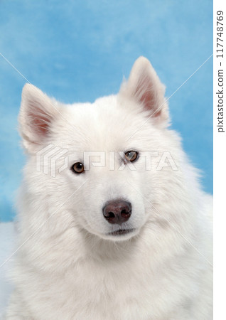 White dog White dog 117748769
