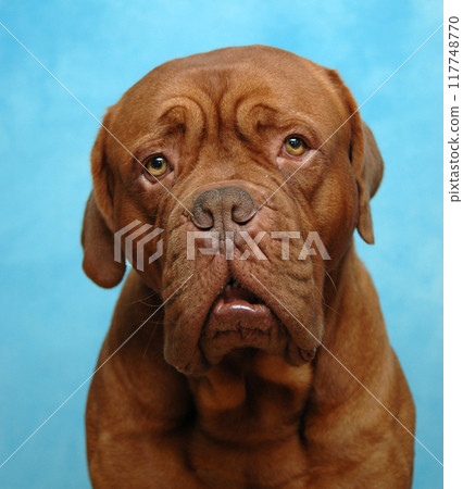 Sad dog Sad dog 117748770