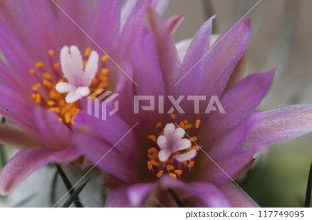 Flowering cactus Turbinicarpus roseiflorus, close-up shot 117749095