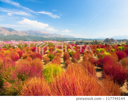 Colorful kochia against a blue sky Colorful kochia against a blue sky 117749144
