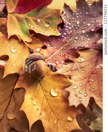 Acorn on fallen leaves 117749151