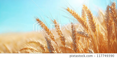 Wheat ears close-up on bright wheat field with space for your advertising text 117749390