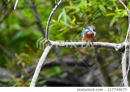 Kingfisher catching shrimp 117749675