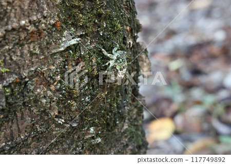 Ming-Min Semi 117749892