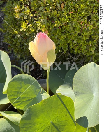 風景與蓮花 117750572