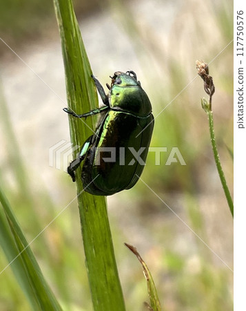 卡納文在草地上休息 117750576