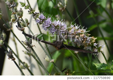 孔雀蝴蝶吮吸薄荷花蜜 117750690