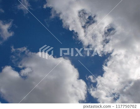 Pyrenean Cloud, a baby dog being scolded by its owner 117750702