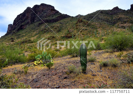 Sonora Desert Arizona Picacho Peak State Park 117750711