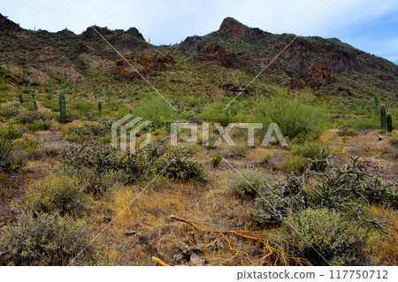 Sonora Desert Arizona Picacho Peak State Park 117750712