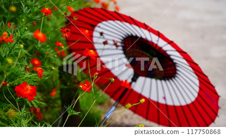Red umbrella and yellow cosmos Red umbrella and yellow cosmos 117750868