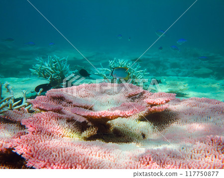 Coral bleaching phenomenon 117750877