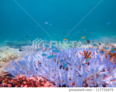 Coral bleaching phenomenon 117750879