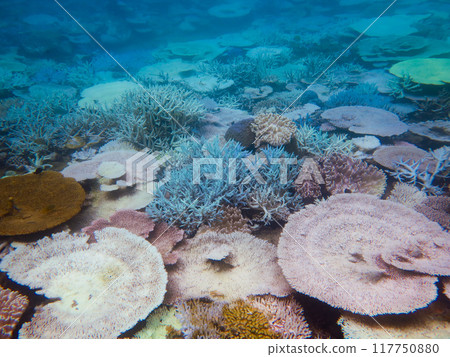 Coral bleaching phenomenon 117750880