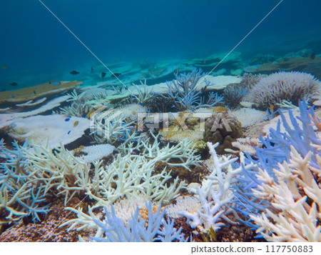 Coral bleaching phenomenon Coral bleaching phenomenon 117750883