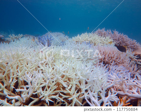 Coral bleaching phenomenon Coral bleaching phenomenon 117750884