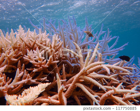 Coral bleaching phenomenon 117750885