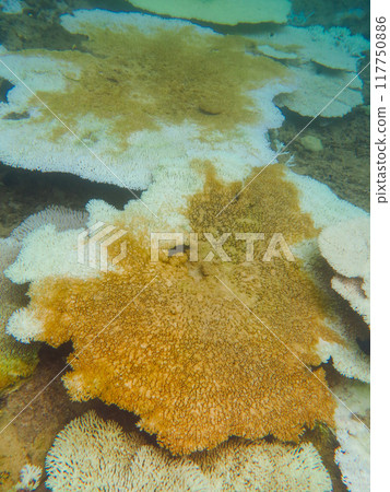 Coral bleaching phenomenon Coral bleaching phenomenon 117750886