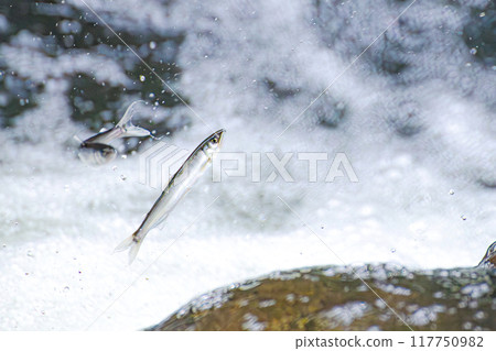 阿蘇尿的上風 阿蘇尿的上風 117750982