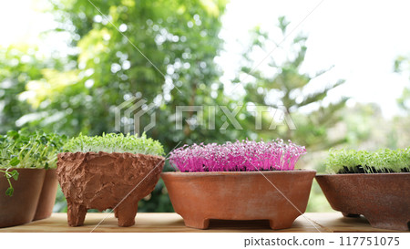 Red and green amaranth vegetables growing in a brown clay pot Microgreen gardening macro closeup Red and green amaranth vegetables growing in a brown clay pot Microgreen gardening macro closeup 117751075