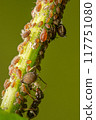 Aphids are gathering on the grass stems 117751080