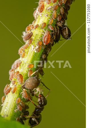Aphids are gathering on the grass stems Aphids are gathering on the grass stems 117751080