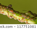 Aphids are gathering on the grass stems 117751081