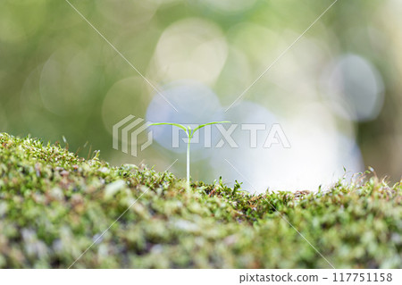 雙葉幼苗 117751158