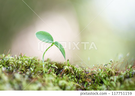 Futaba seedling Futaba seedling 117751159