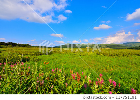 [長野縣]下諡訪町夏季屋島濕原 117751191