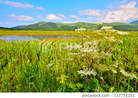 [Nagano Prefecture] Shimo-Suwa Town, Yashima Marsh in summer 117751192