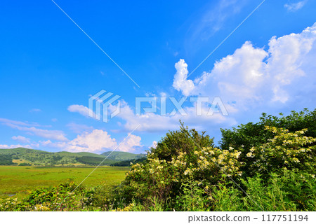 [Nagano Prefecture] Shimo-Suwa Town, Yashima Marsh in summer 117751194