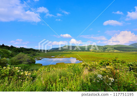 [Nagano Prefecture] Shimo-Suwa Town, Yashima Marsh in summer 117751195