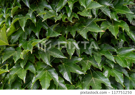 Green leafy background. Weaving ivy plant. Leaves of Japanese Ivy or Boston ivy Vitaceae Parthenocissus tricuspidata Veitchii 117751250