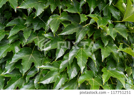 Green leafy background. Weaving ivy plant. Leaves of Japanese Ivy or Boston ivy Vitaceae Parthenocissus tricuspidata Veitchii Green leafy background. Weaving ivy plant. Leaves of Japanese Ivy or Boston ivy Vitaceae Parthenocissus tricuspidata Veitchii 117751251