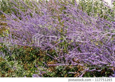Perovskia atriplicifolia Blue Spire bush close up of blooming sage. Purple perovskia flowers background. Viotel salvia flower in flowerbed garden. Petal bud. Botanical gardening. Floral Perovskia atriplicifolia Blue Spire bush close up of blooming sage. Purple perovskia flowers background. Viotel salvia flower in flowerbed garden. Petal bud. Botanical gardening. Floral 117751265