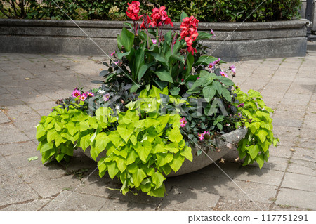 Flower bed with different flowers background. Red Cannes flower, green leaves, dahlias. Garden in summer and autumn flowerbed. Nature in the city 117751291