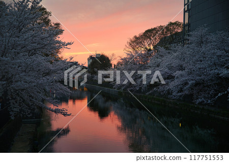 琵琶湖運河的櫻花與日落 2023 年春季 琵琶湖運河的櫻花與日落 2023 年春季 117751553
