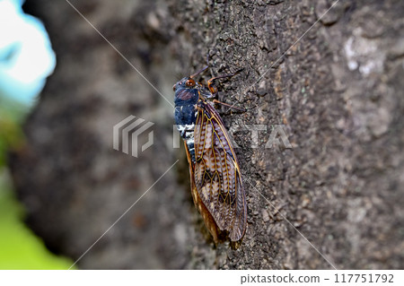 Brown cicada 117751792