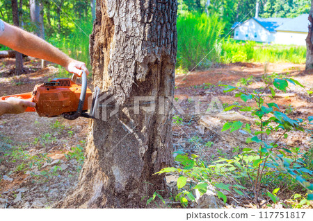 Chain sawing old damaged large trees by forest worker performing sanitary pruning Chain sawing old damaged large trees by forest worker performing sanitary pruning 117751817