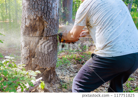 Using chainsaw, forester saws wood from old damaged large trees in order to do sanitary pruning 117751825
