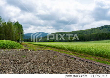 北海道舊JR深名線沼市站前的蕎麥田 北海道舊JR深名線沼市站前的蕎麥田 117751914