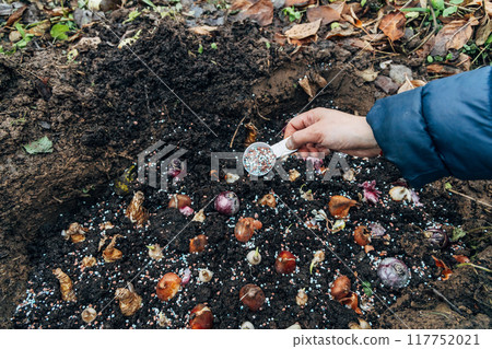 A gloved hand holds a shovel and fertilizes the ground before planting, autumn 117752021