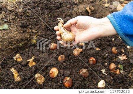 hands holding daffodil bulbs before planting in the ground hands holding daffodil bulbs before planting in the ground 117752023