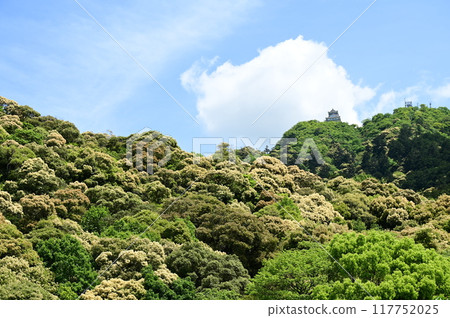 Gifu Castle, Kinkazan and Tsuburajii tree 117752025