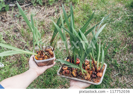 hands holding sprouted gladiolus bulbs before planting hands holding sprouted gladiolus bulbs before planting 117752036