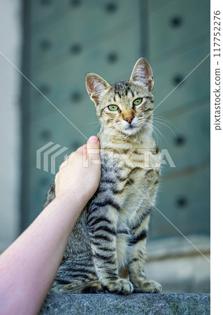 Person gently pets curious striped cat with green eyes, sitting calmly and showing affection and trust 117752276
