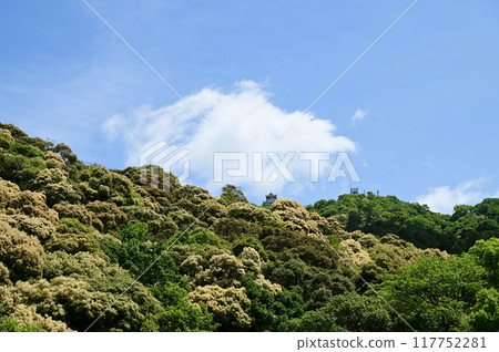岐阜城 金華山 津浦雛菊觀賞期 117752281