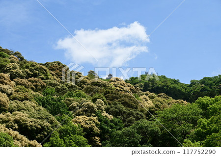Gifu Castle and Kinkazan and Tsuburajii in full bloom Gifu Castle and Kinkazan and Tsuburajii in full bloom 117752290